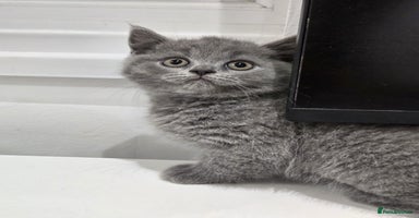 British Shorthair cats - Advert 8