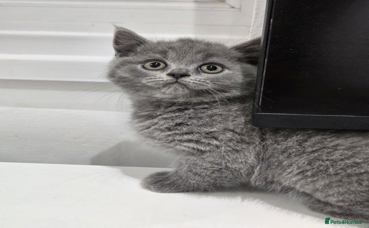 British Shorthair cats - Advert 1