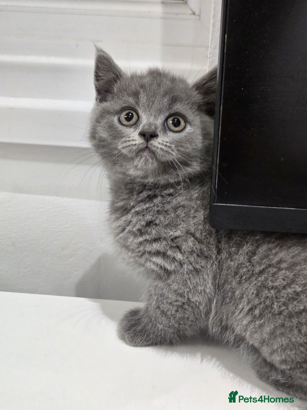 British Shorthair cats for sale: British shorthair kitten of excellent quality - Image 3