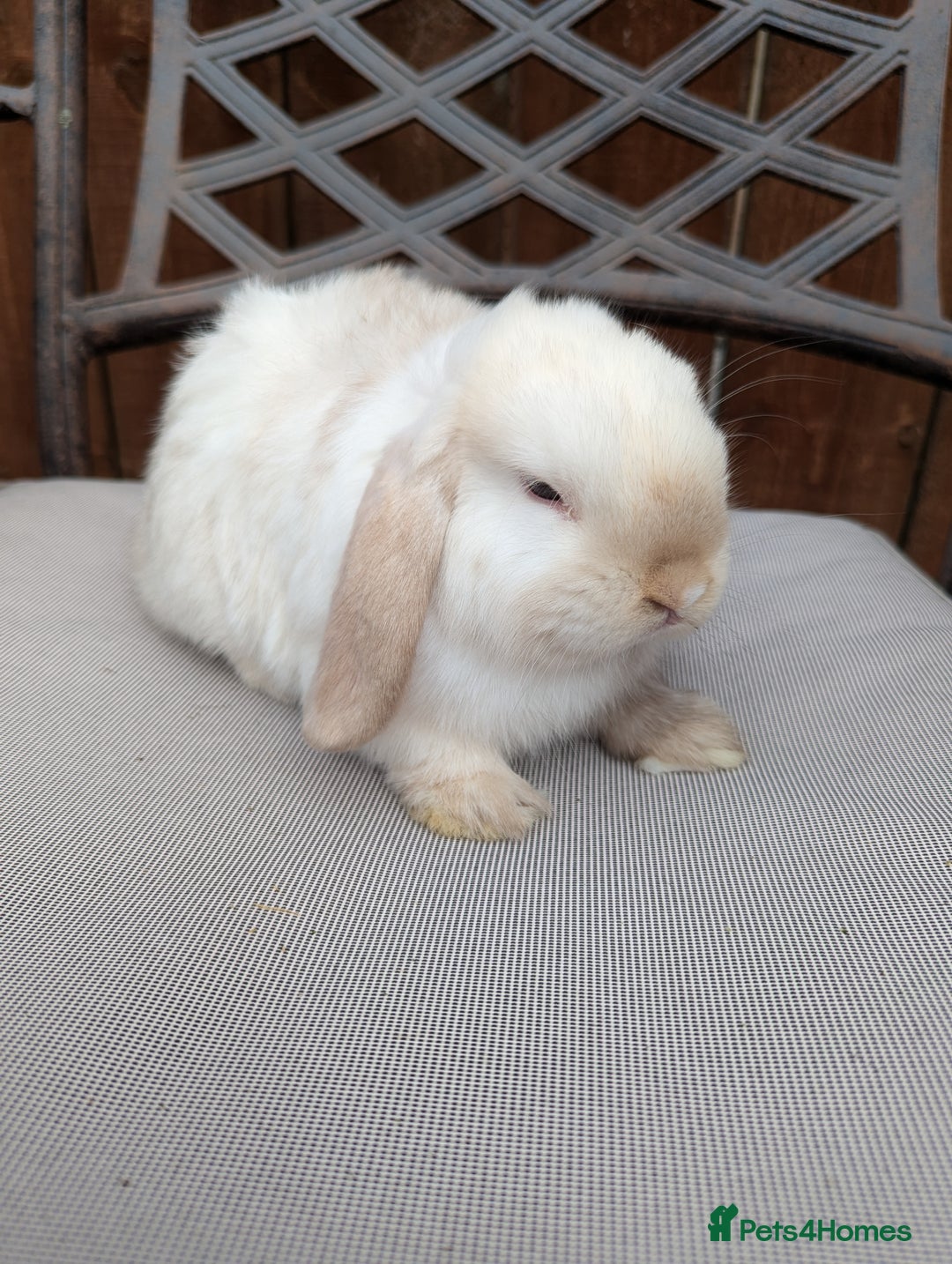 Mini Lop rabbits for sale: Mini lops baby rabbits for sale  - Image 6