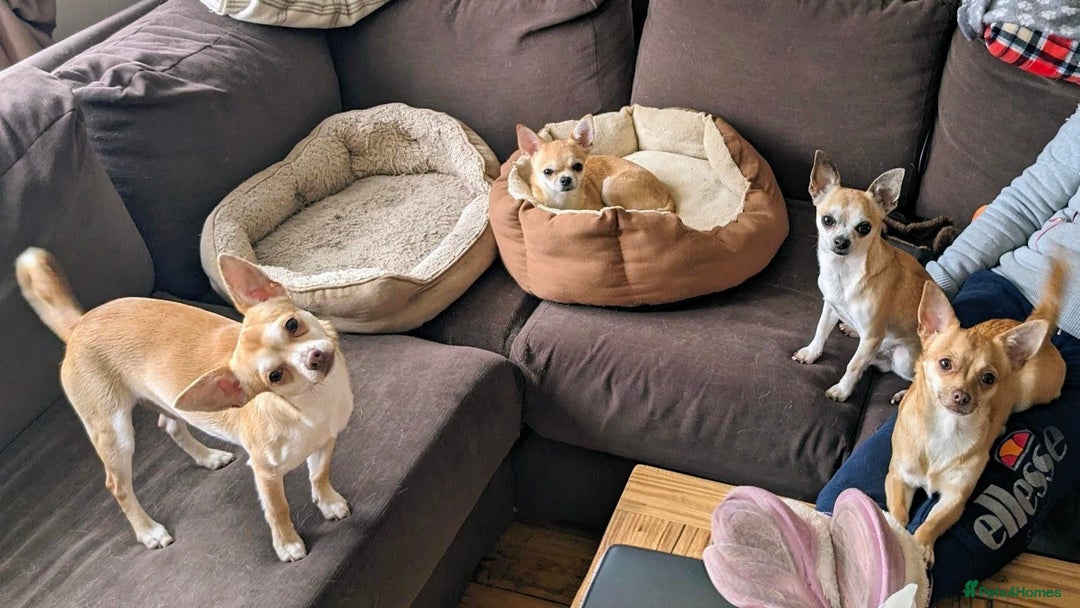 Chihuahua dogs for sale: 2 beautiful chihuahuas - Advert 10