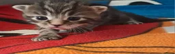 Mixed Breed cats for sale: Gorgeous boy kittens  in Leeds - Advert 5