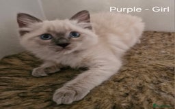 Ragdoll cats for sale: Ragdoll kittens for sale - Image 3