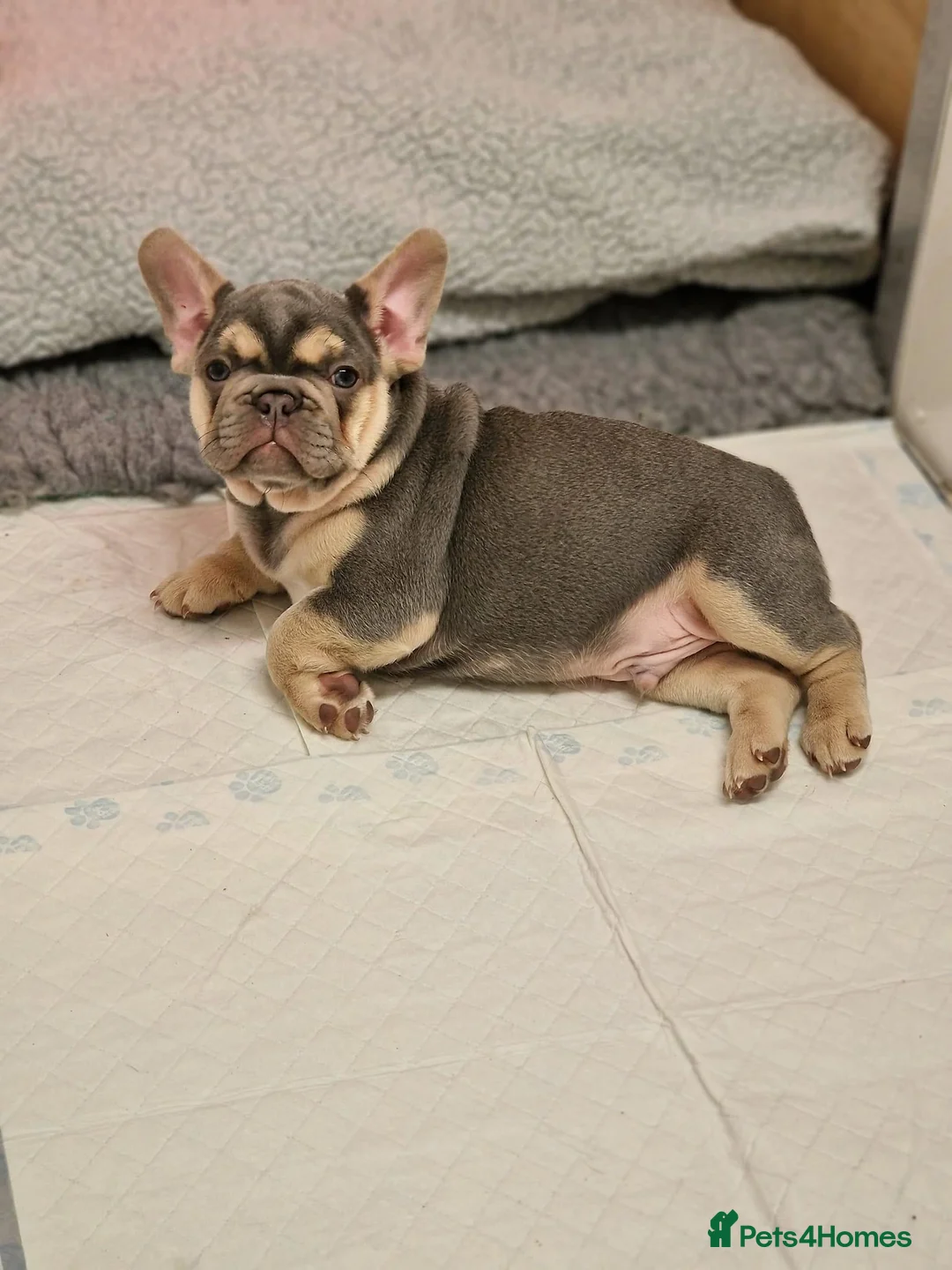 French Bulldog dogs for stud: ISABELLA NEWSHADE AND TAN CREAM CARRIER STUD in Boston - Advert 10