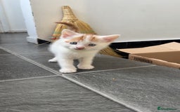 Mixed Breed cats for sale: Beautiful kittens looking for new homes!! - Image 17