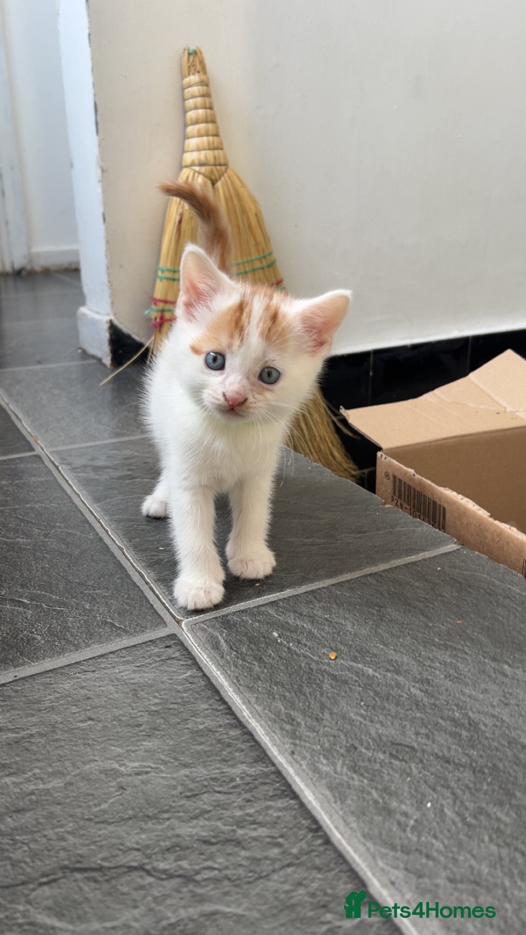 Mixed Breed cats for sale: Beautiful kittens looking for new homes!! - Image 17