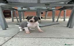 Whippet dogs for sale: Beautiful kc registered whippets - Image 10