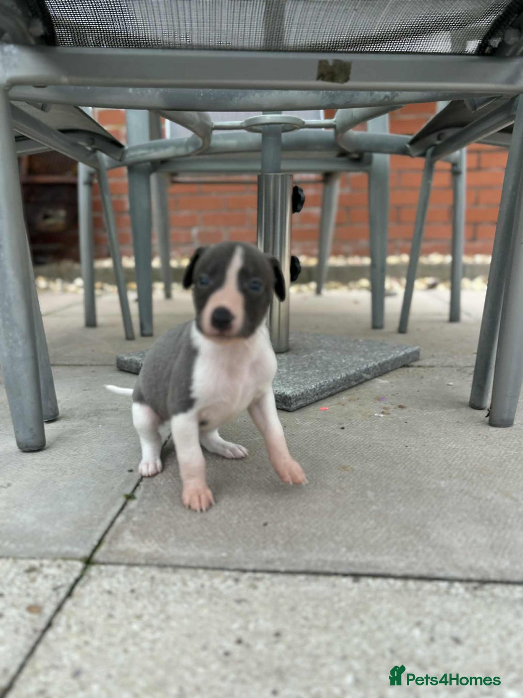 Whippet dogs for sale: Beautiful kc registered whippets - Image 10