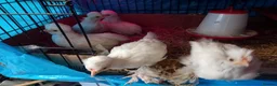 Chickens poultry for sale: Rare ornamental young sultan chickens - Advert 4