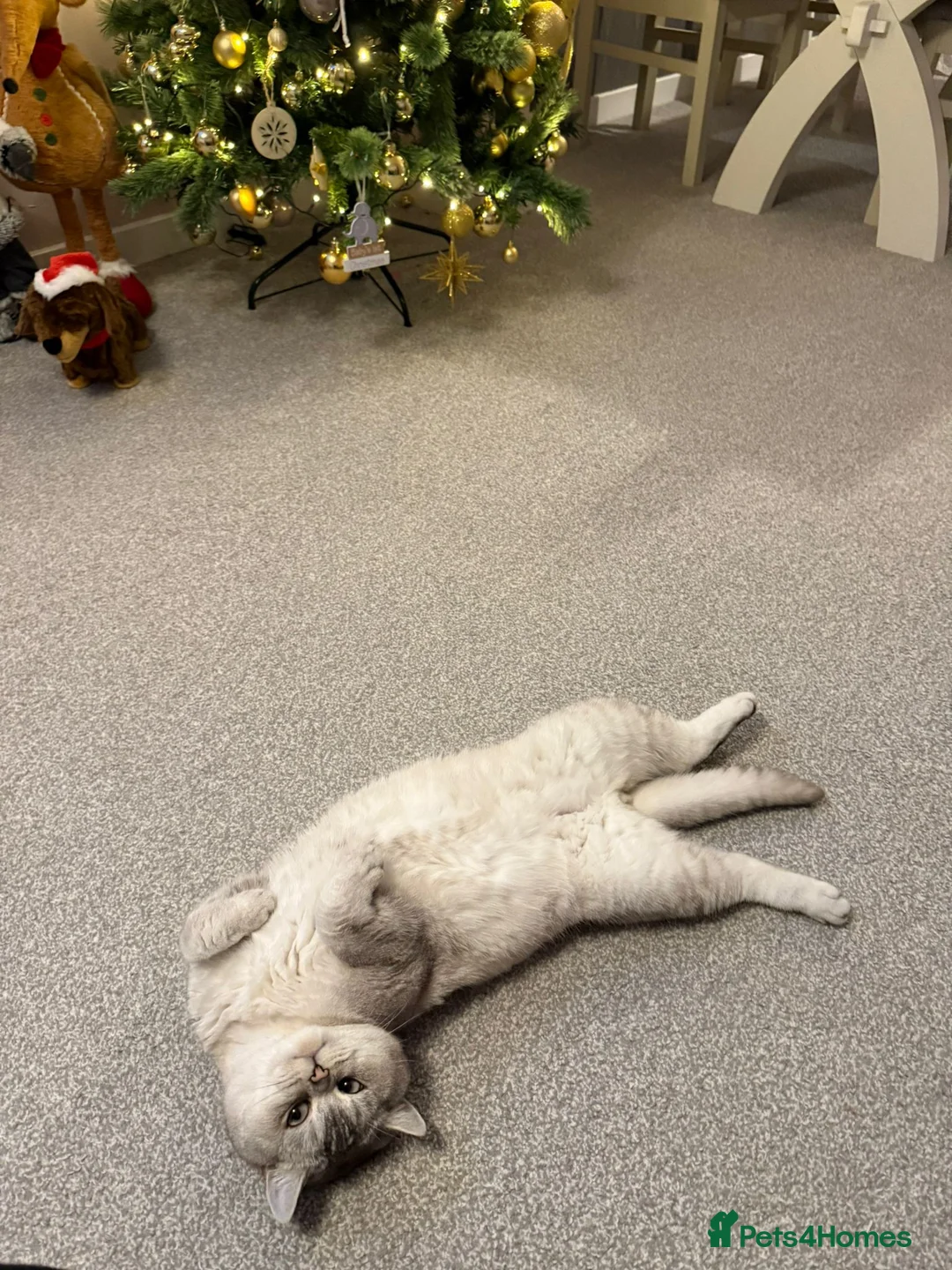 British Shorthair cats for stud: Snow  - Advert 4