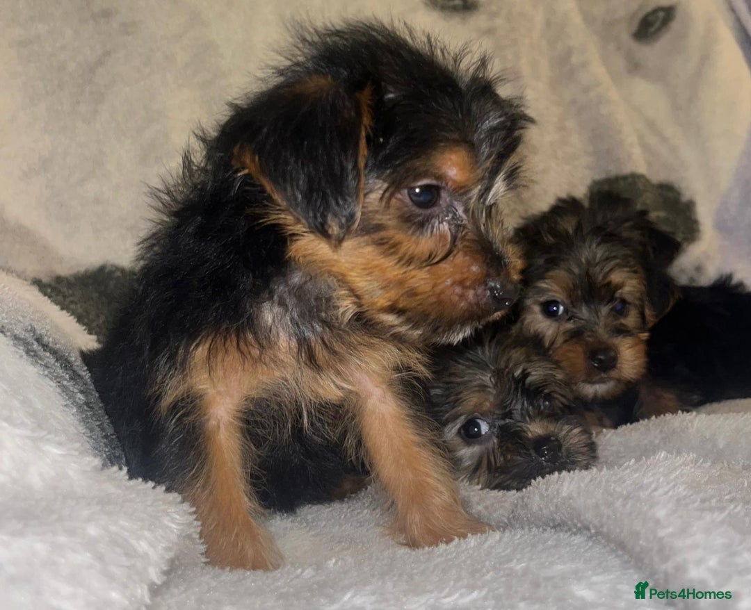 Yorkshire Terrier dogs for sale: Yorkshire Terrier Puppies  - Advert 7