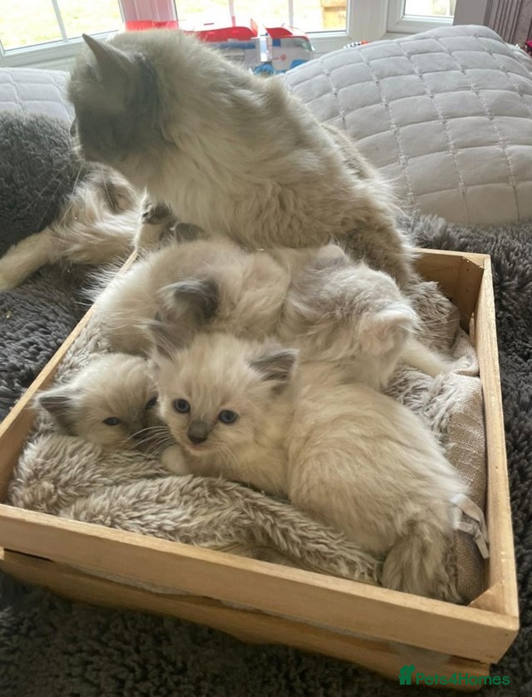 Ragdoll cats for sale: Amazing grace blue eye ragdolls - Image 8