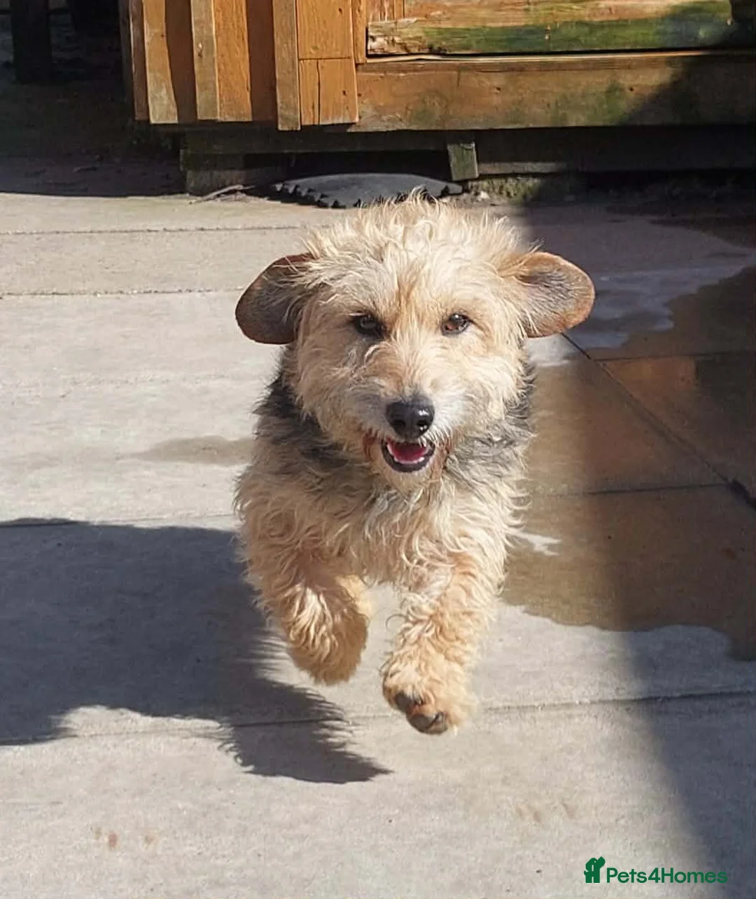 Mixed Breed dogs for adoption: Little Benny wants a new loving forever home - Advert 3