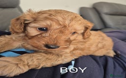 Australian Labradoodle dogs for sale: Miniature Australian labradoodles  - Image 5