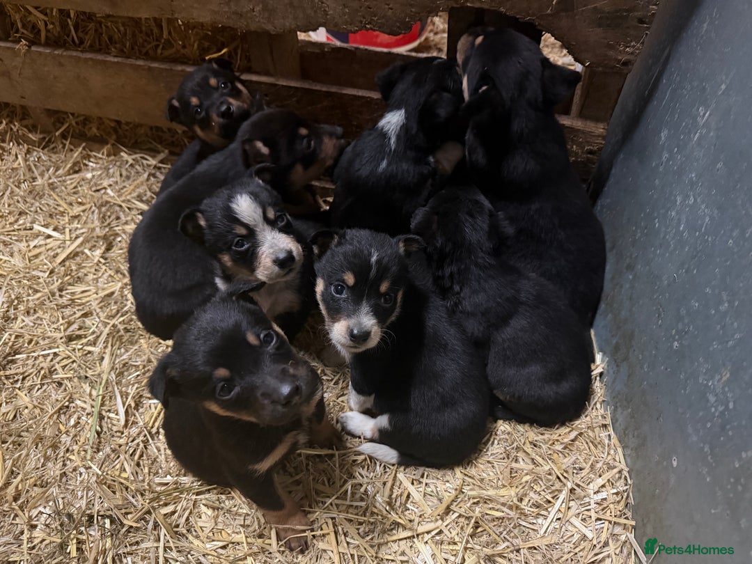 Mixed Breed dogs for sale: kelpie/blue heelers - Advert 5