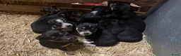 Mixed Breed dogs for sale: kelpie/blue heelers - Advert 6