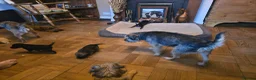 Border Terrier dogs for sale: Border Terrier puppies - Advert 4
