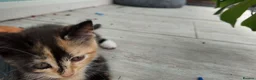 Mixed Breed cats for sale: 🐱 3 Beautiful Friendly Tabby Kittens in Milton Keynes - Advert 12