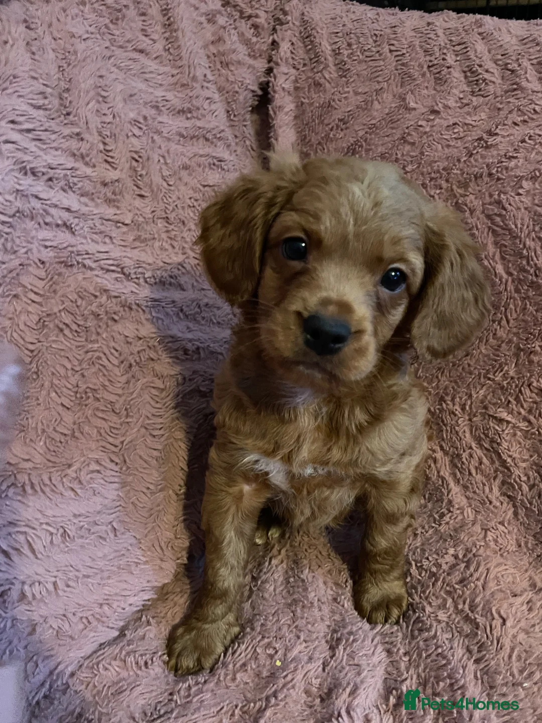 Mixed Breed dogs for sale: Stunning little cockerpoo lookalike boys  - Advert 22