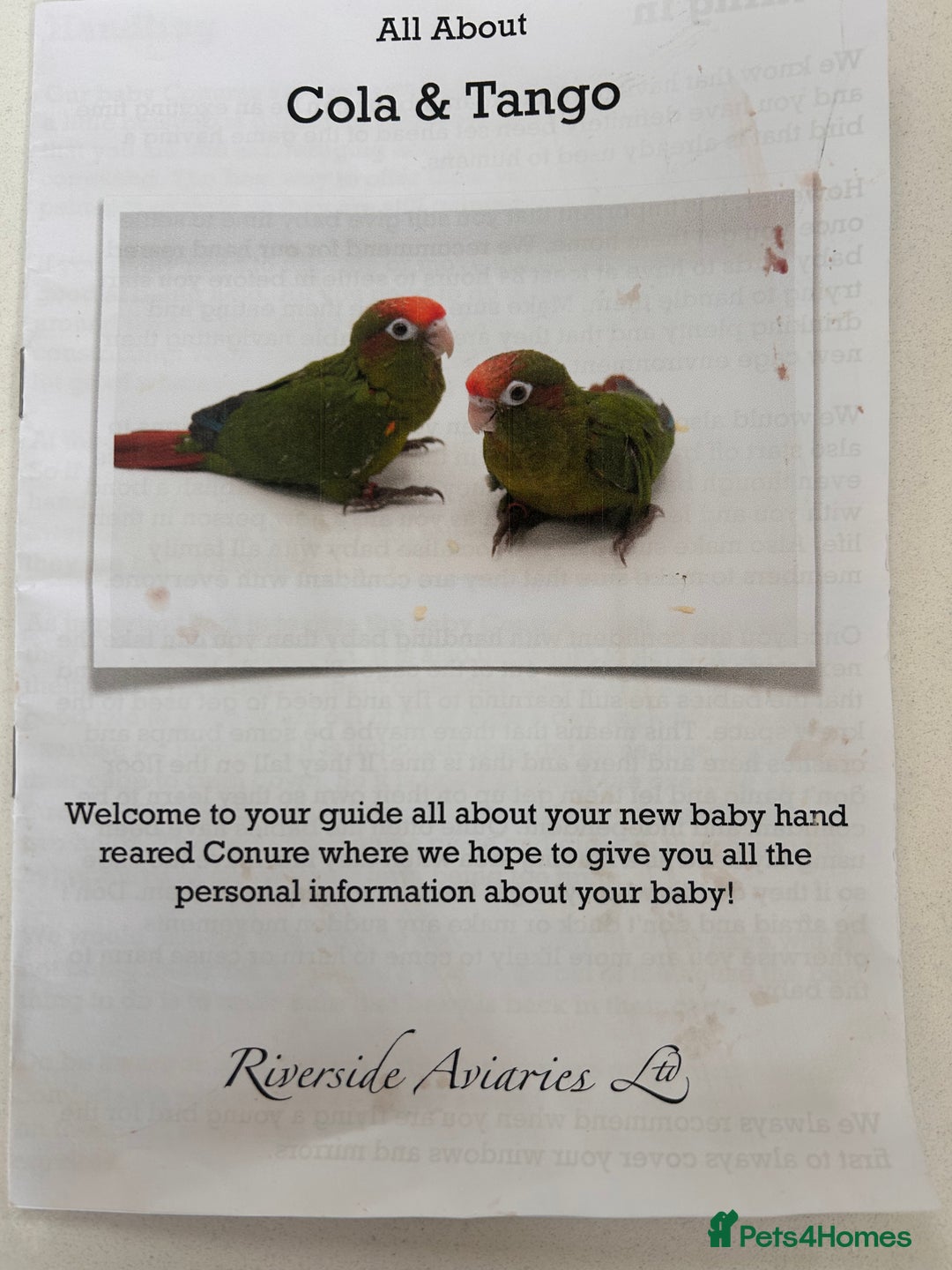 Conures birds for sale: Rose Crowned Conure ‘hand reared’  - Advert 5