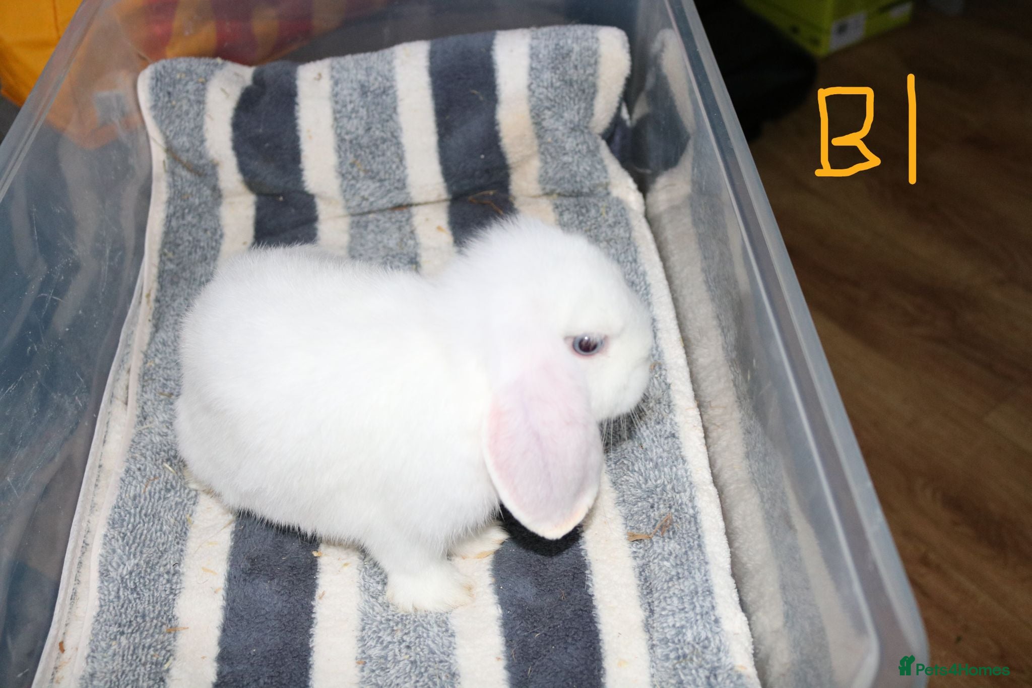 Mini Lop rabbits Stunning Mini Lops - Bucks - Advert 1
