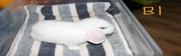 Mini Lop rabbits for sale: Stunning Mini Lops - Bucks - Advert 1