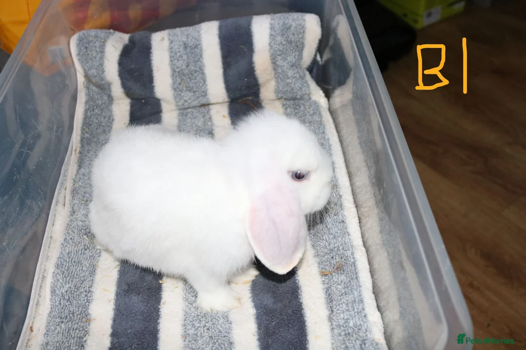 Mini Lop rabbits for sale: Stunning Mini Lops - Bucks - Advert 1