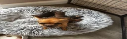 Chiweenie dogs for sale: 4 Gorgeous Chiwennie puppies - Advert 9
