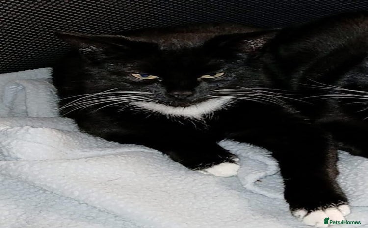 Domestic Shorthair cats - Advert 3