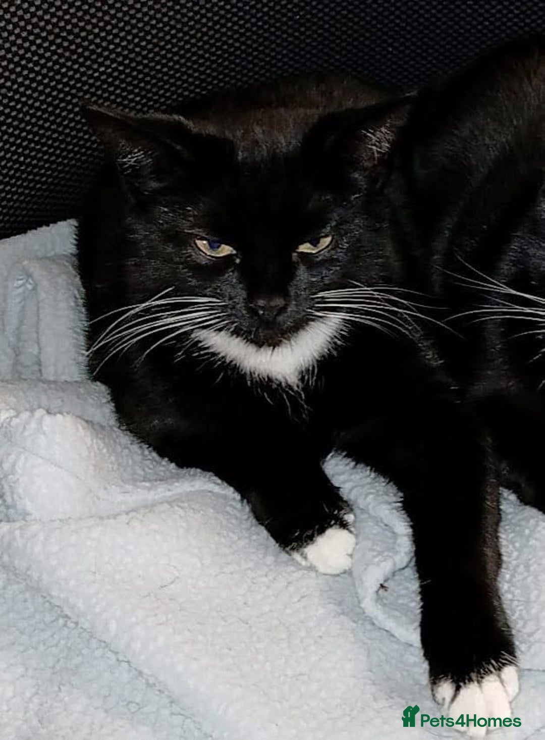 Domestic Shorthair cats for sale: Black and white cat  - Image 1