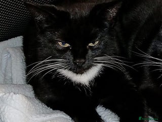 Domestic Shorthair cats - Advert 19