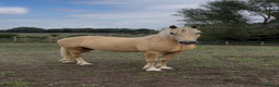 British Warmblood horses for sale: 9yr old warmblood x con palomino gelding in Tilbury - Advert 10