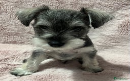 Miniature Schnauzer dogs for sale: KC Beautiful miniature Schnauzers  - Image 18