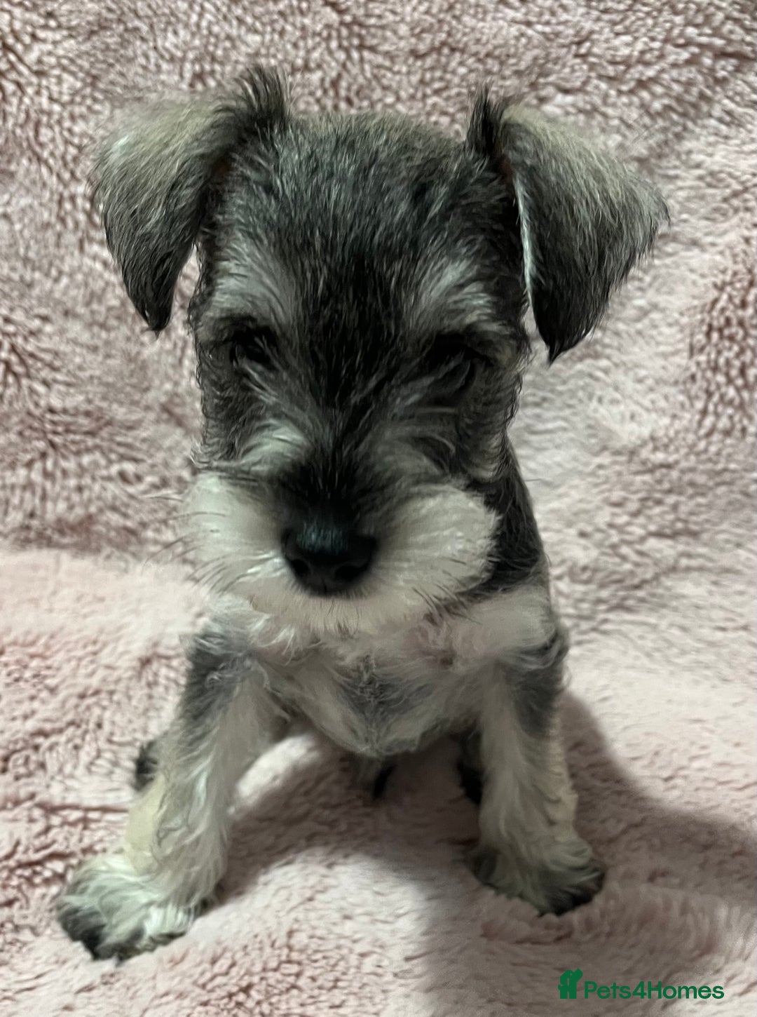 Miniature Schnauzer dogs for sale: KC Beautiful miniature Schnauzers  - Image 18