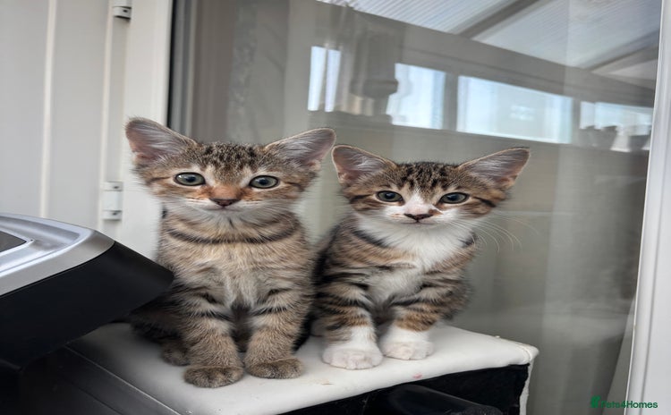 Mixed Breed cats - Advert 9
