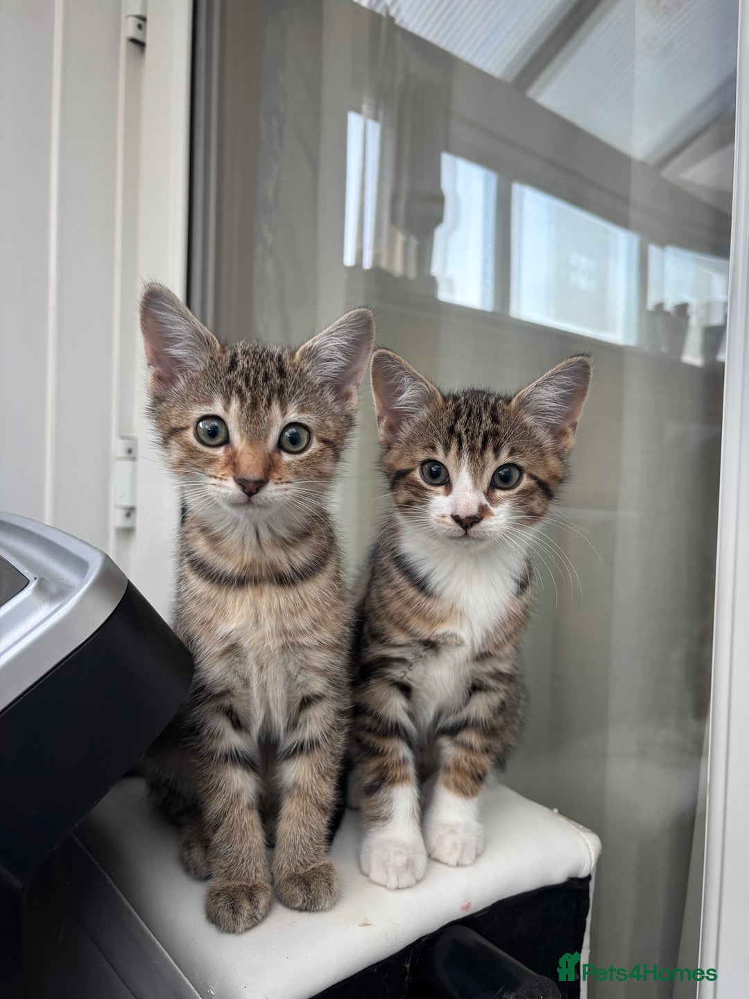 Mixed Breed cats for sale: Mixed breed kittens - Image 1