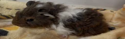 Guinea Pig rodents for sale: Male guinea pig - Advert 2