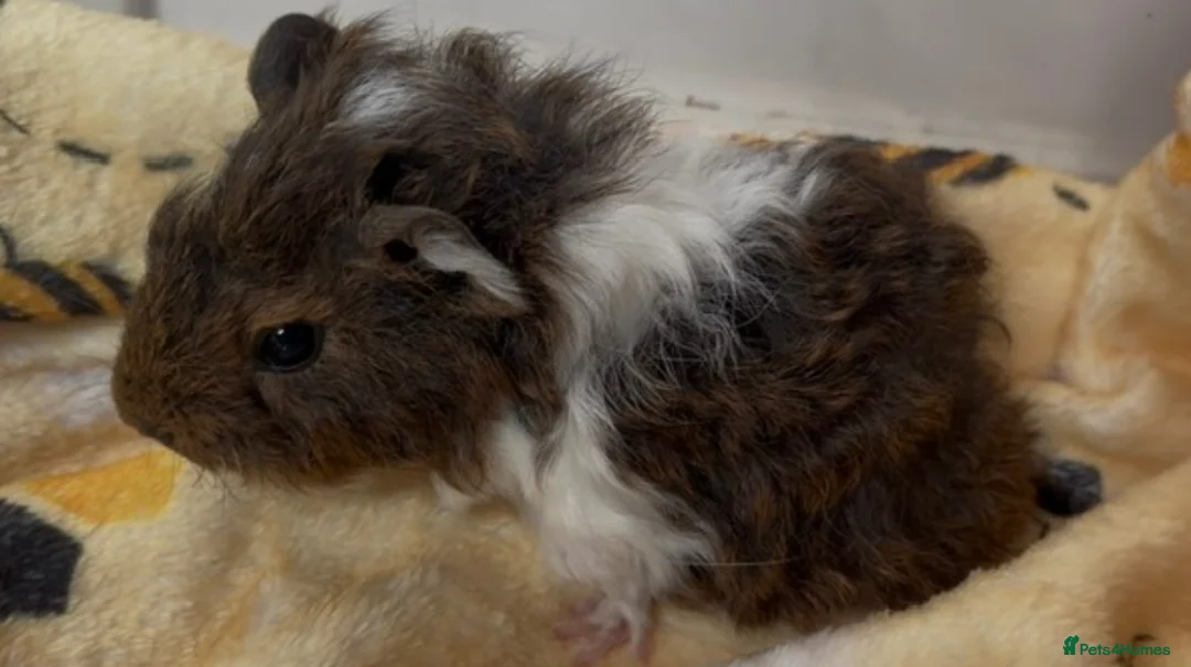 Guinea Pig rodents for sale: Male guinea pig - Advert 2