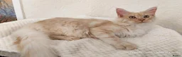 Maine Coon cats for sale: TICA Reg Maine Coon BOY. Cream Smoke. ACTIVE. - Advert 5