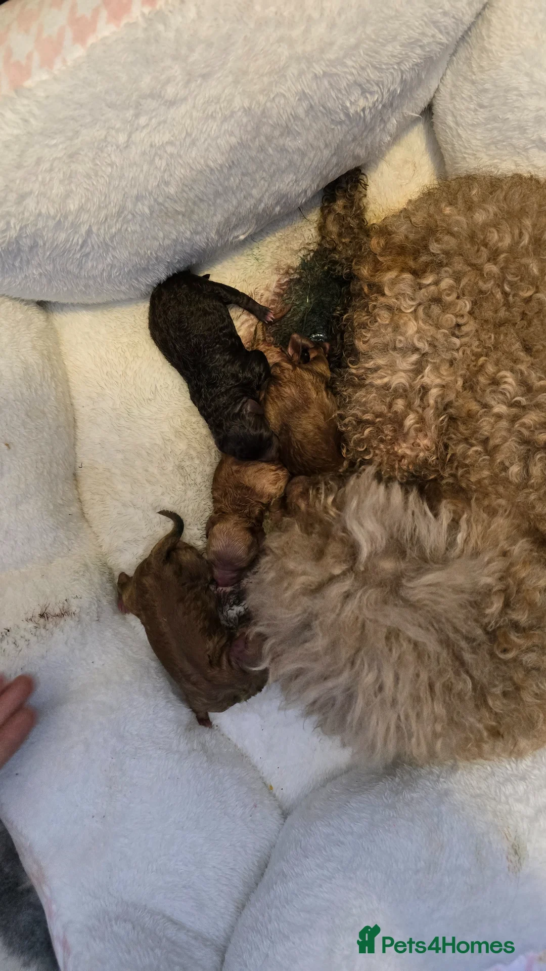 Toy Poodle dogs for sale: 🐶🐾Toy Poodle Puppies Only 1 Boy Left🐾🐶 - Advert 2