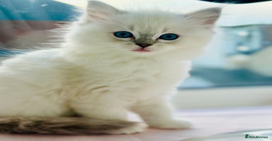 Ragdoll cats DNA Tested Charming Ragdoll Kittens - Advert 5