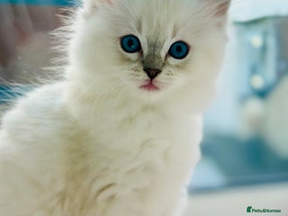 Ragdoll cats DNA Tested Charming Ragdoll Kittens - Advert 12