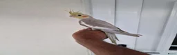 Cockatiels birds for sale: Super silly hand tamed baby budgies  - Advert 6