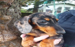 Miniature Dachshund dogs for sale: Beautiful litter of 6 true to type miniature pups. - Image 28