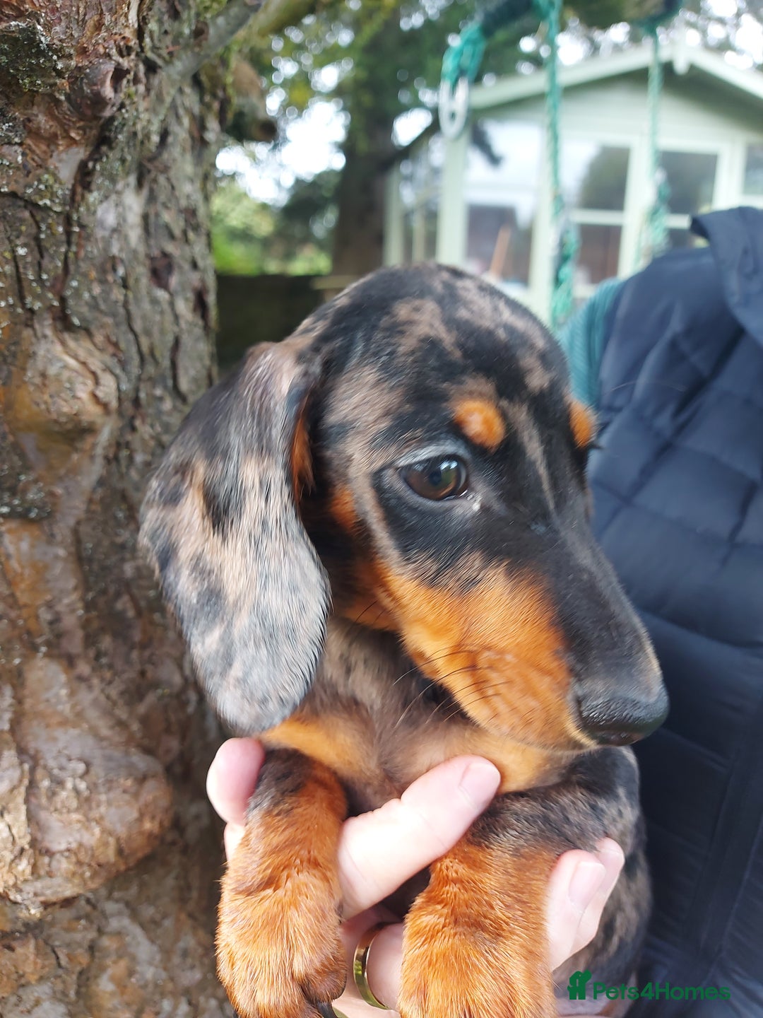 Miniature Dachshund dogs for sale: Beautiful litter of 6 true to type miniature pups. - Image 28