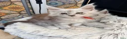 Maine Coon cats for sale: Beautiful high smoked blue & black smoked kittens  - Advert 14