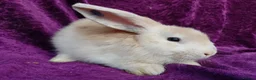 Mini Lion Lop rabbits for sale: Mini lion head lop  - Advert 25