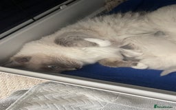 Ragdoll cats for sale: Ragdoll for sale  - Image 3