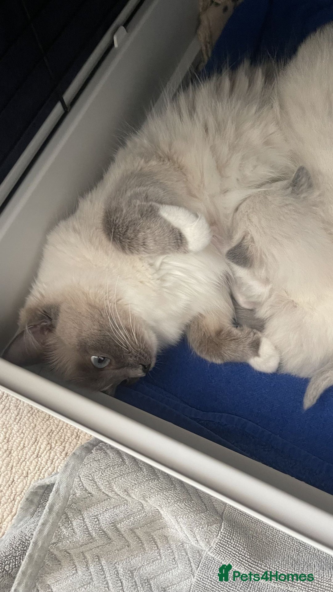 Ragdoll cats for sale: Ragdoll for sale  - Image 3