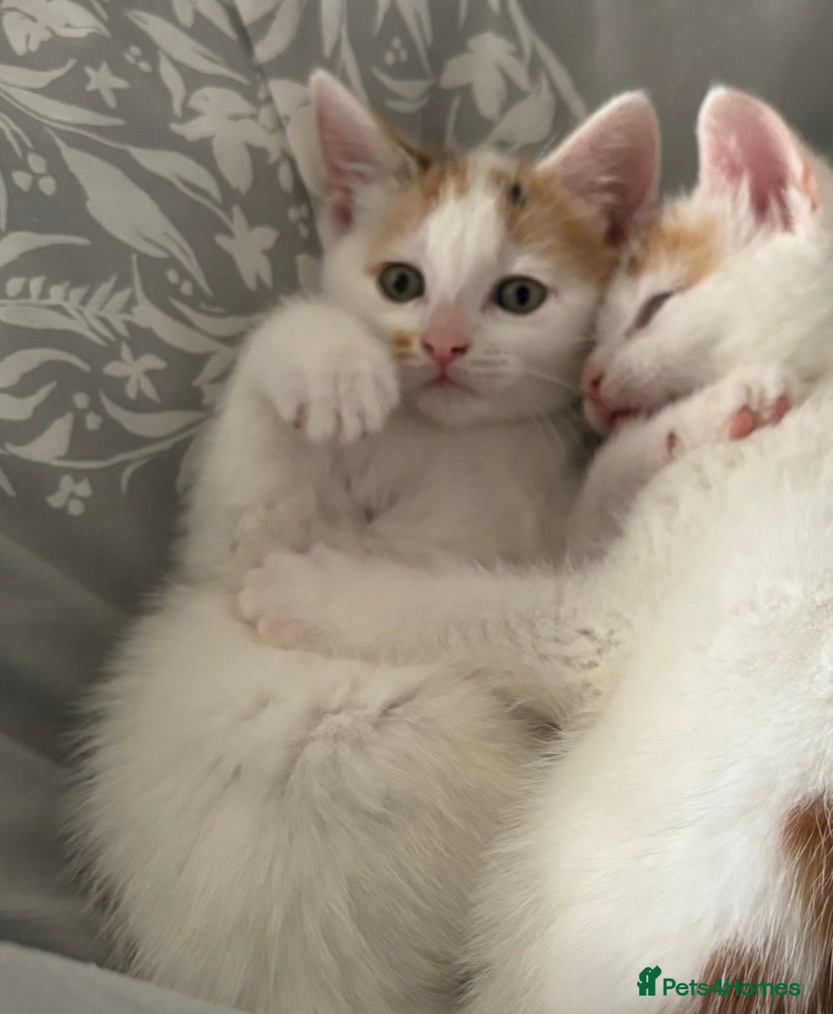 Mixed Breed cats for sale: Gorgeous female kitten  - Advert 3